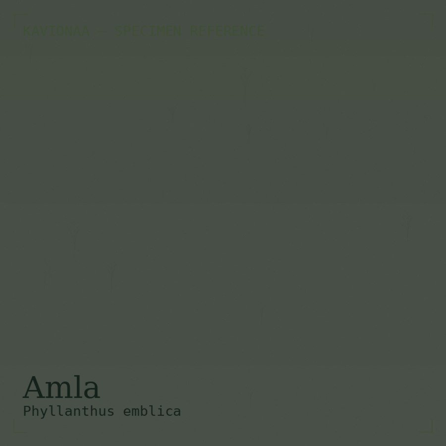Amla