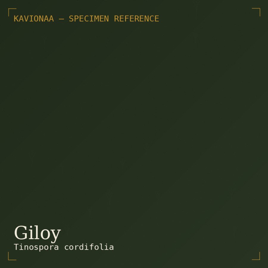 Giloy