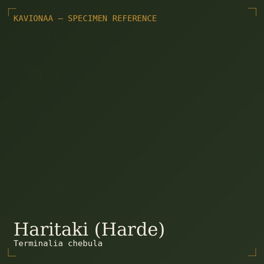 Haritaki (Harde)