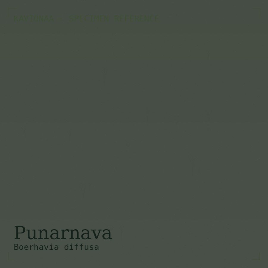 Punarnava