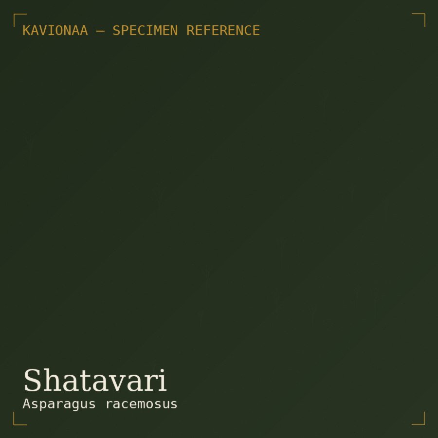 Shatavari