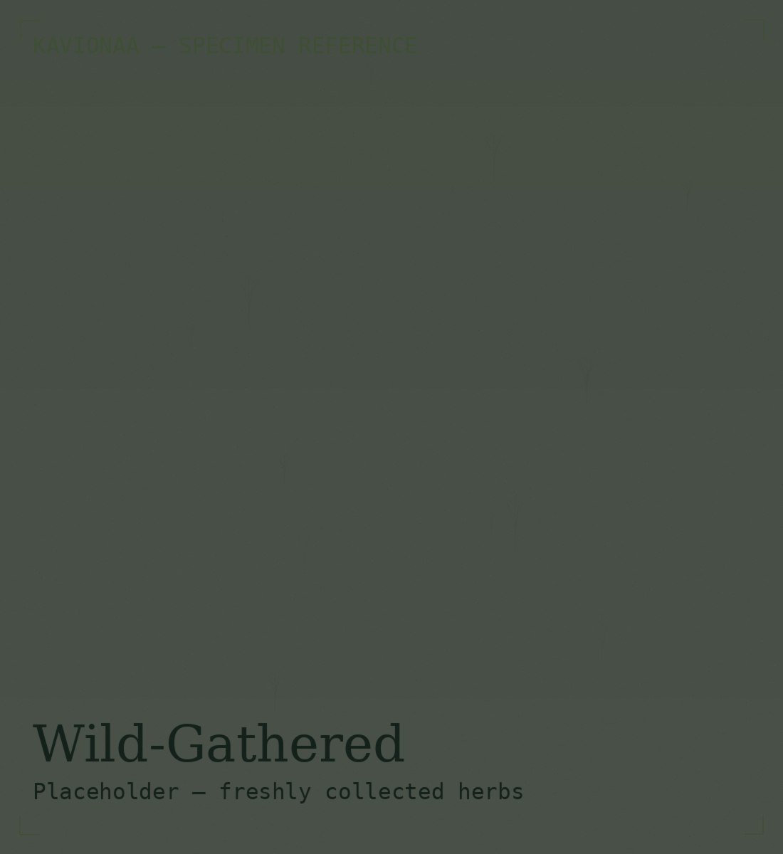 Wild herbs freshly gathered